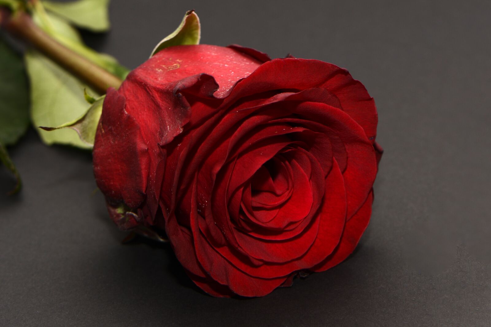 Nikon D7100 sample photo. Rose, red, rose flower photography