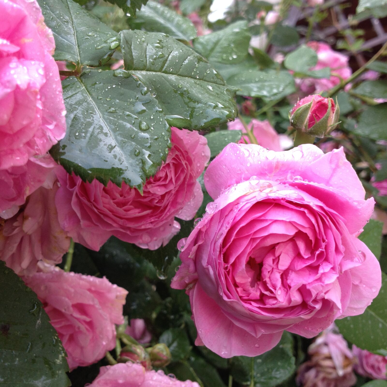iPhone 4S back camera 4.28mm f/2.4 sample photo. Old roses, flowers, nature photography
