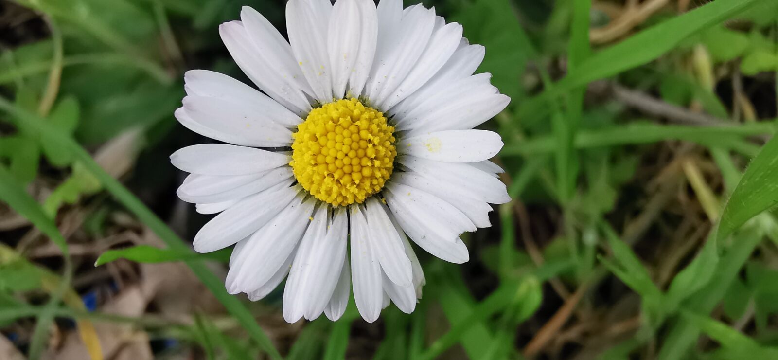HUAWEI P30 Pro sample photo. Flower, petali, nature photography