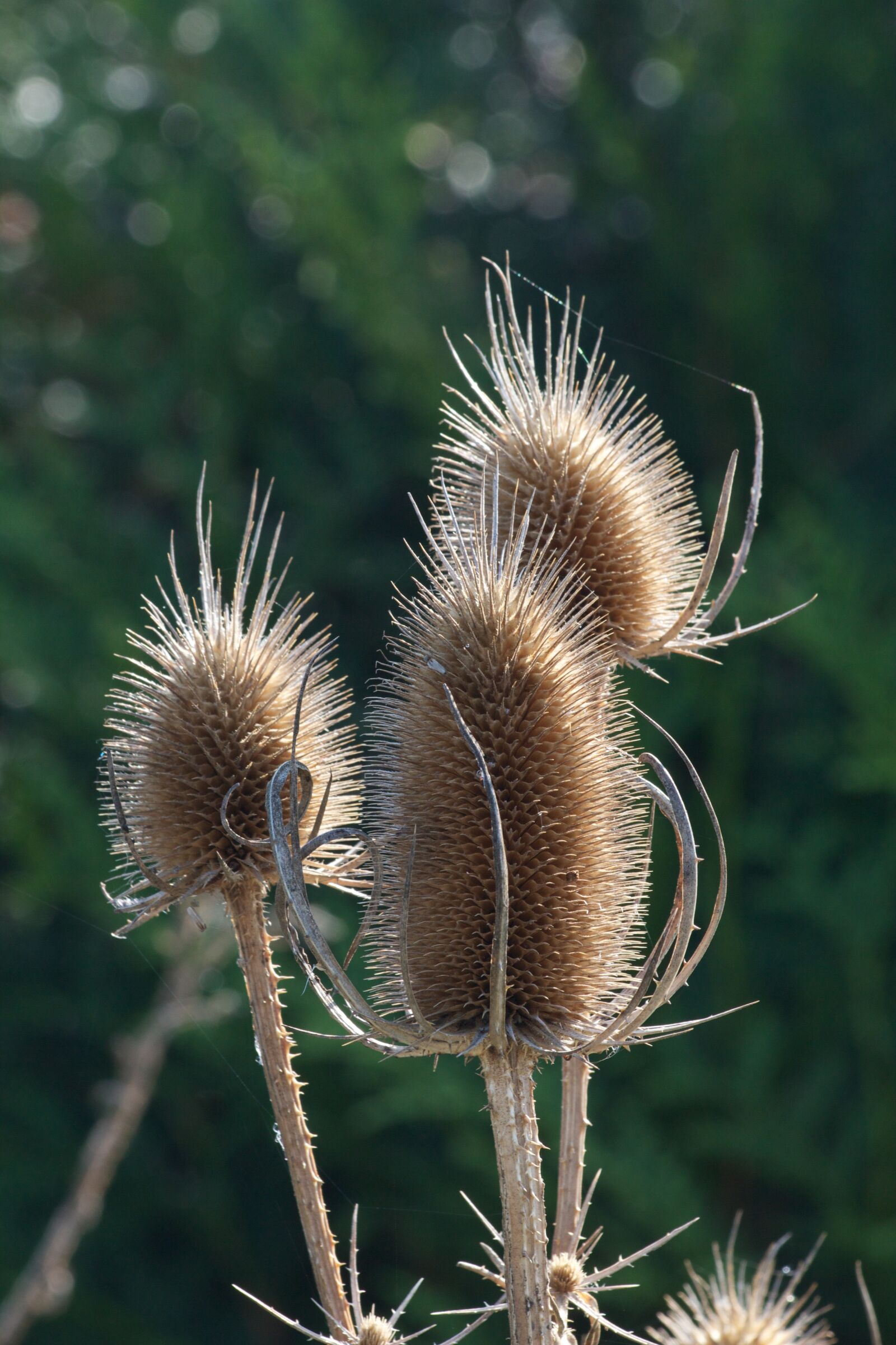 Canon EOS 550D (EOS Rebel T2i / EOS Kiss X4) sample photo. Thistle, thistle flower, faded photography
