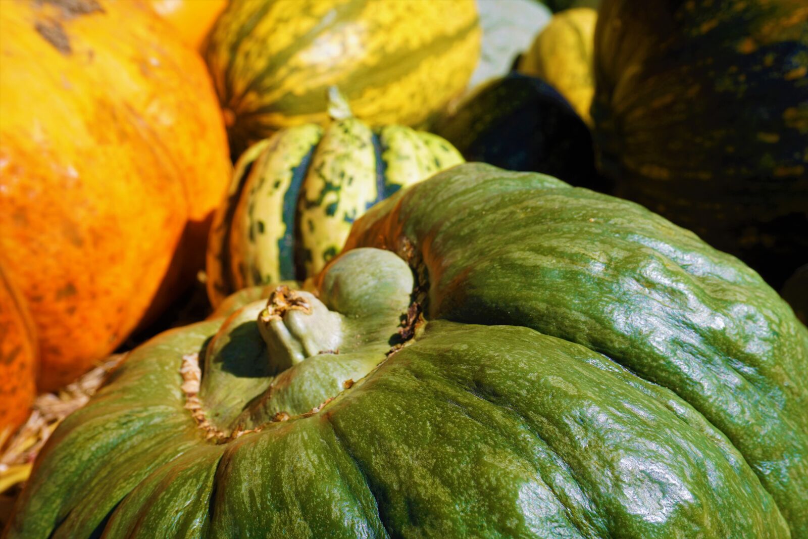 Sony a6000 sample photo. Autumn, squash photography