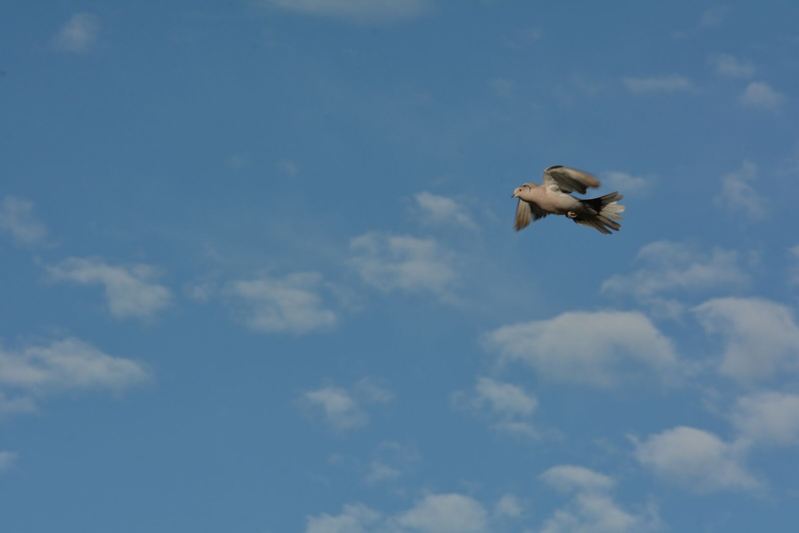 Nikon D7100 sample photo. Blue, air, pigeon photography