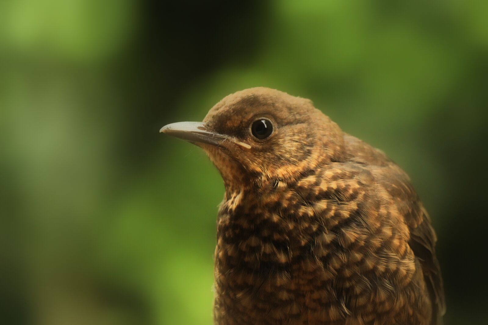 Canon EF-S 55-250mm F4-5.6 IS STM sample photo. Blackbird, bird, close up photography