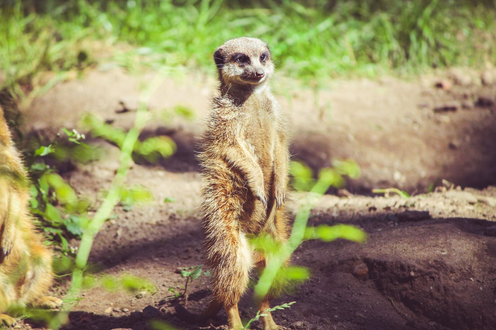 Canon EOS 1100D (EOS Rebel T3 / EOS Kiss X50) sample photo. Meercat, mongoose, mammal photography