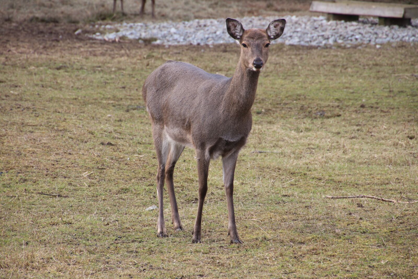Canon EOS 80D sample photo. Deer, stag, animal photography