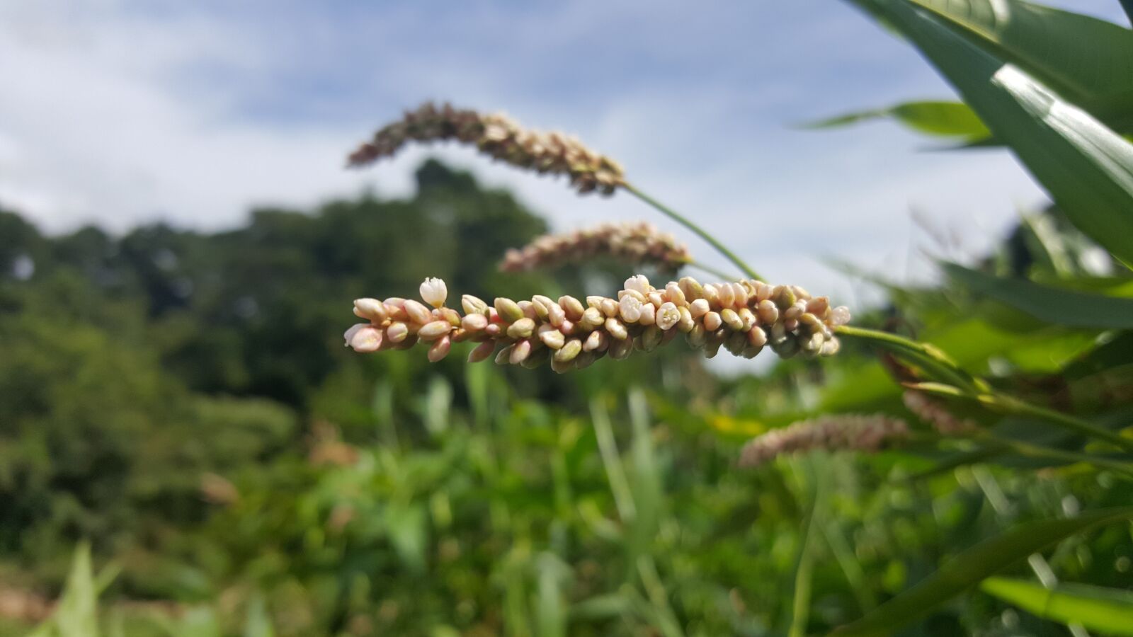 Samsung Galaxy S6 sample photo. Nature, plant, outdoors photography