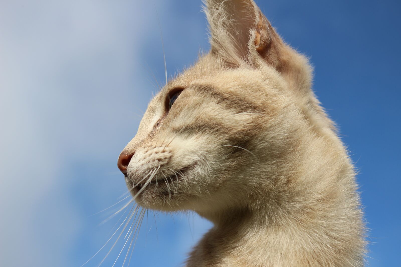 Canon EOS 100D (EOS Rebel SL1 / EOS Kiss X7) sample photo. Cat, sky, breed cat photography