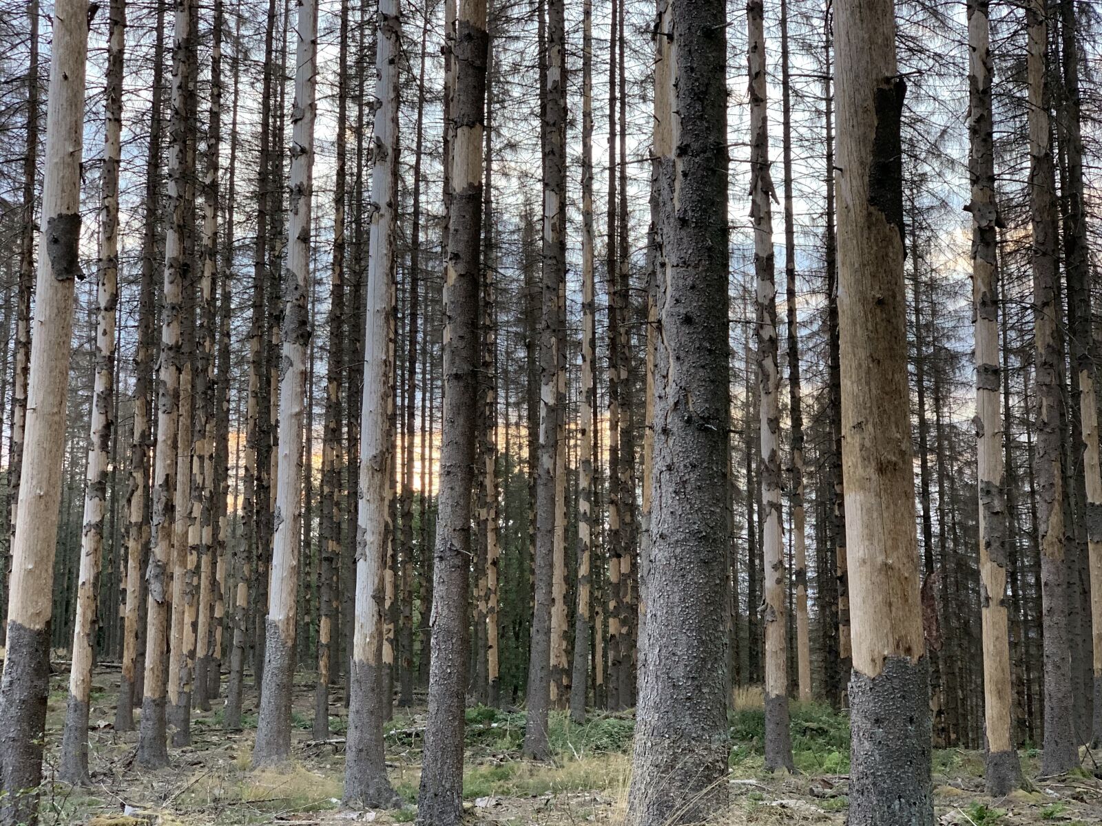 Apple iPhone XS + iPhone XS back dual camera 6mm f/2.4 sample photo. Forest, dead forest, nature photography