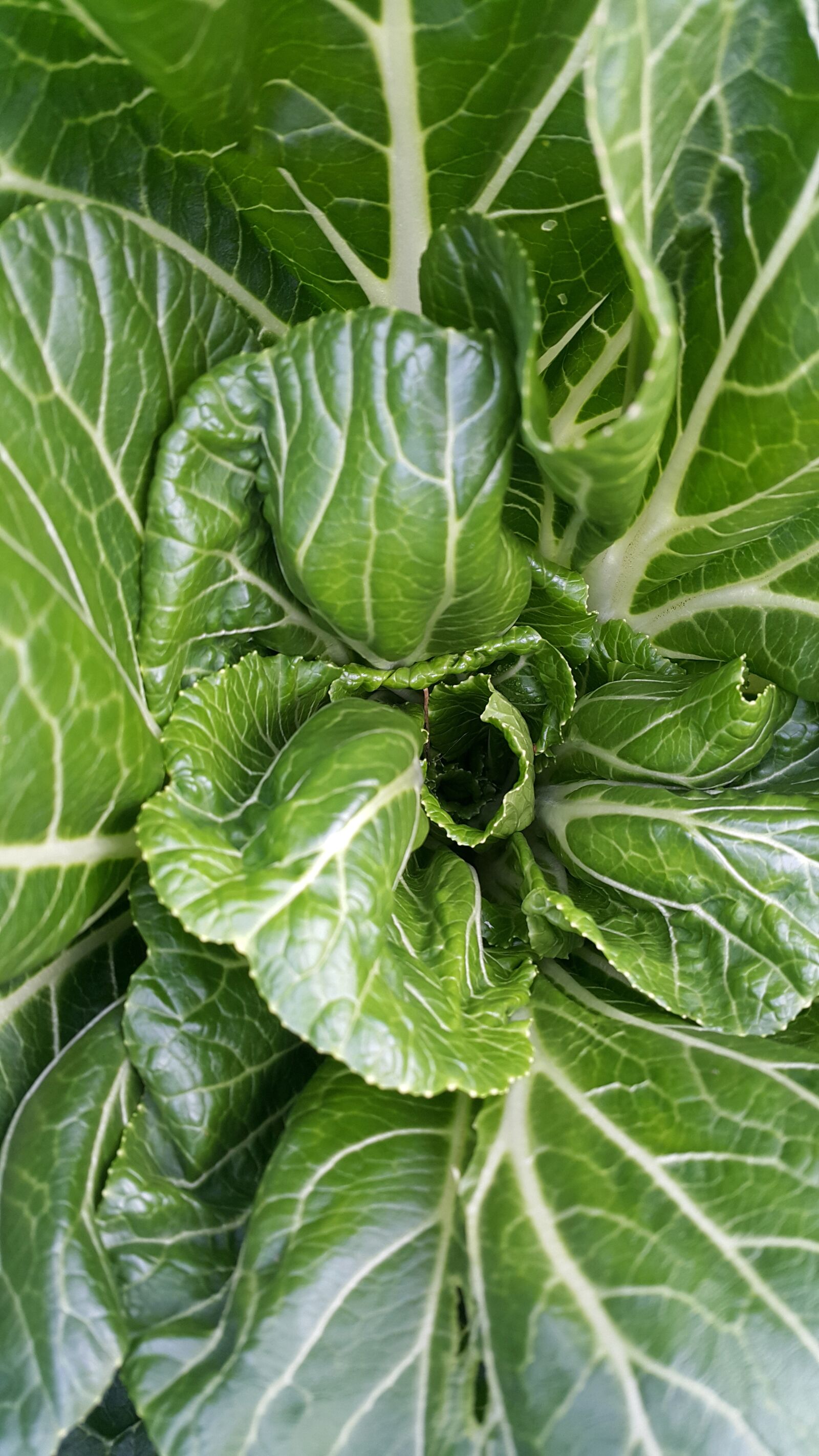 Samsung Galaxy Note4 sample photo. Vegetable, spinach, food photography