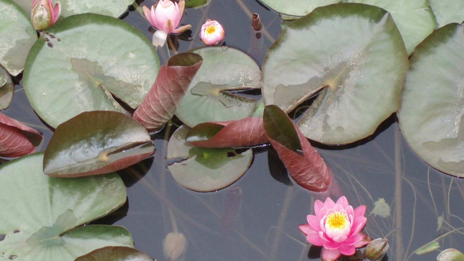 Olympus u700,S700 sample photo. Water lilies, flowers, pond photography