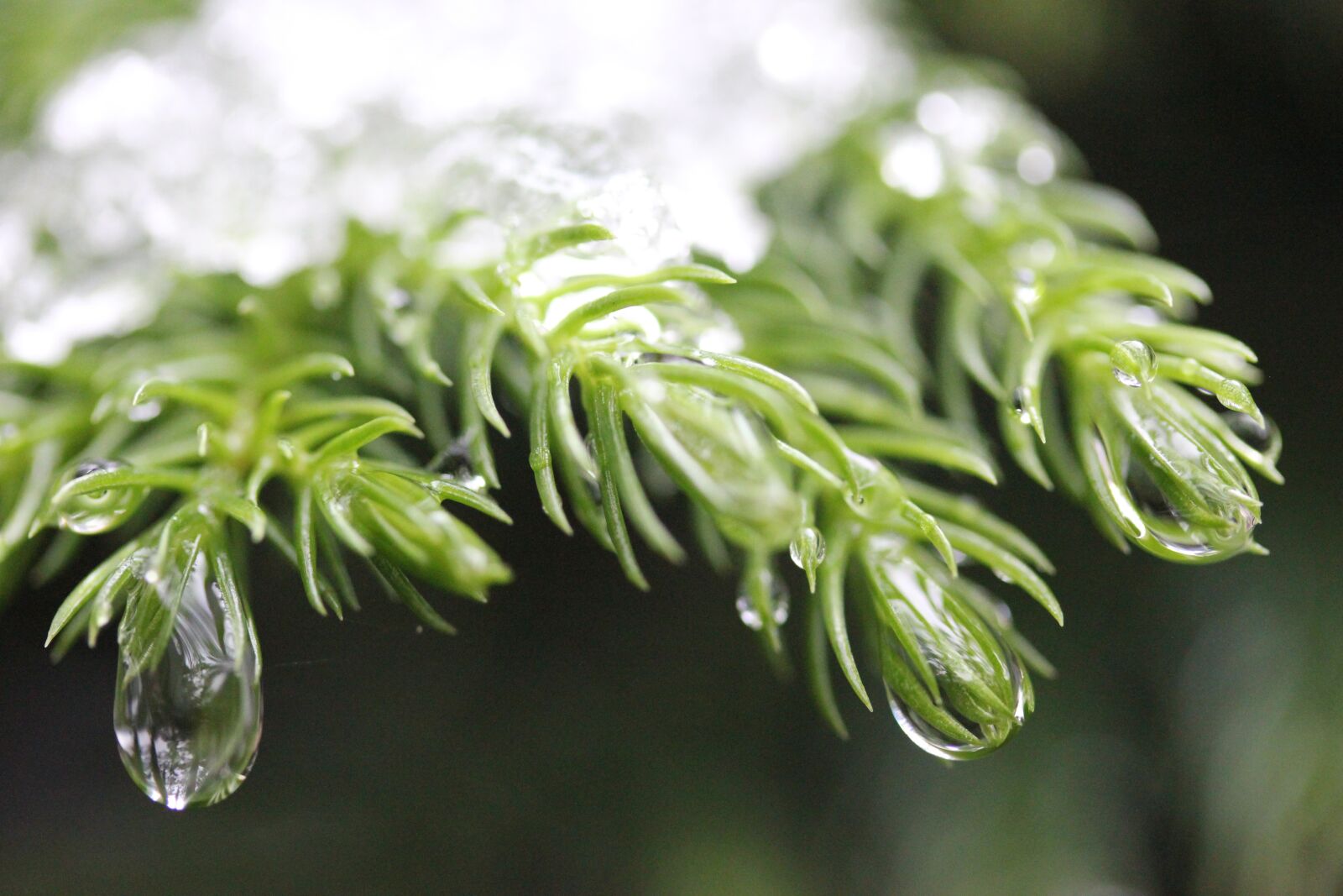 Canon EOS 550D (EOS Rebel T2i / EOS Kiss X4) sample photo. Flora, closeup, leaf photography