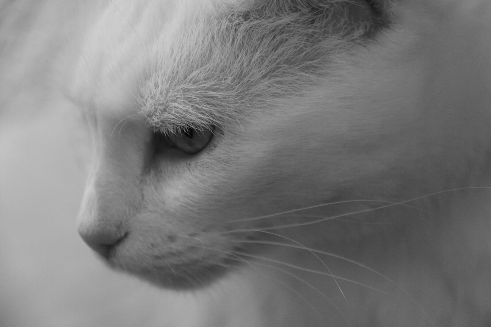 Canon EOS 50D sample photo. Cat, white cat, black photography