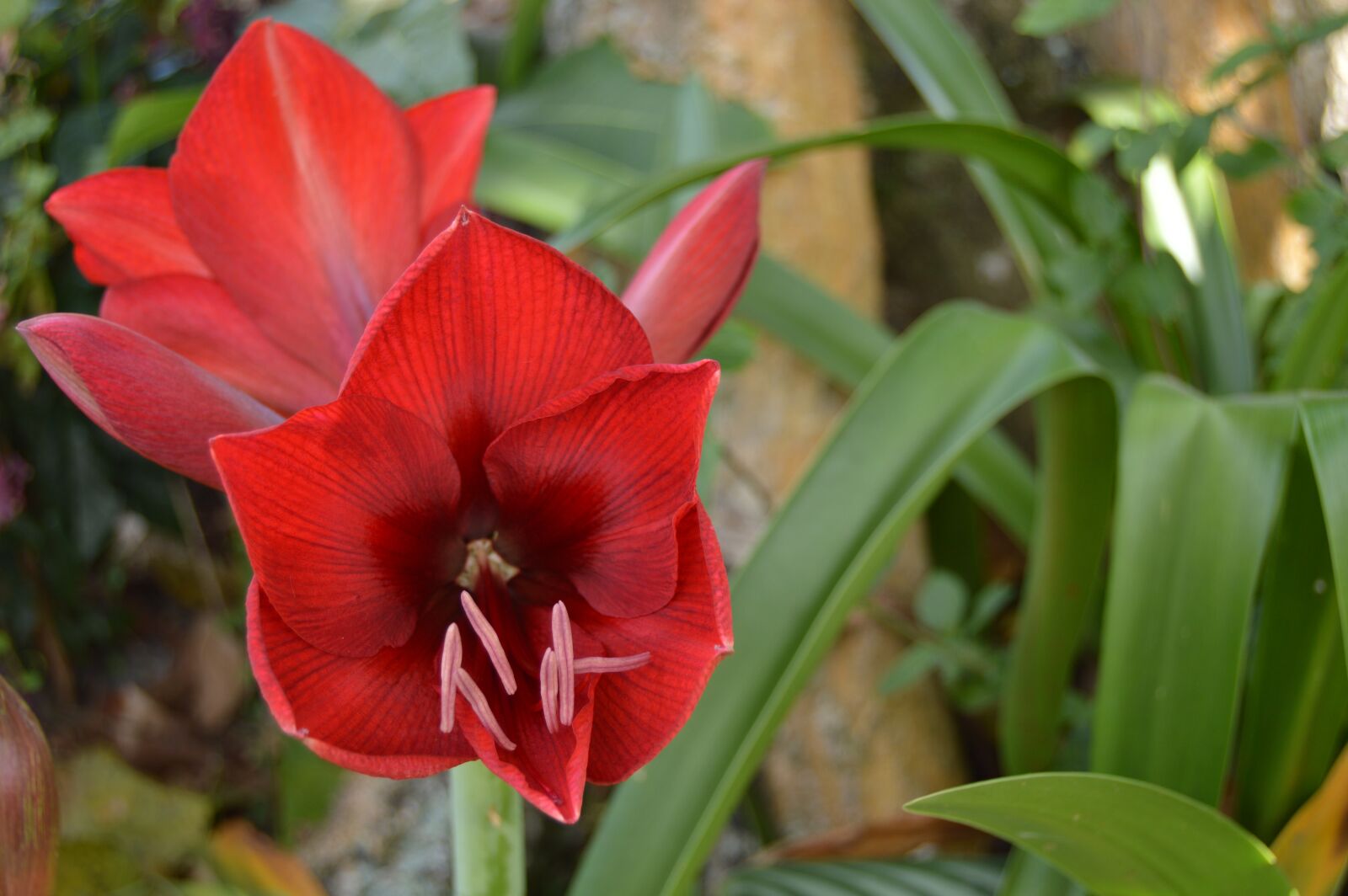 Nikon D3200 sample photo. Red, flower, flowers photography