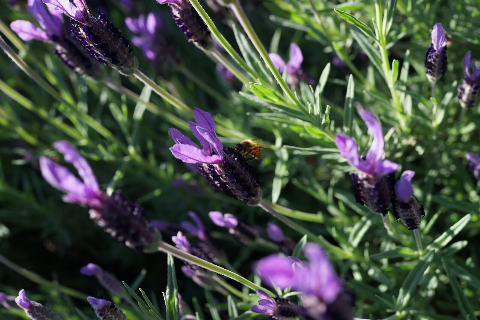 Sony Cyber-shot DSC-RX1R sample photo. Lavender garden, field, purple photography