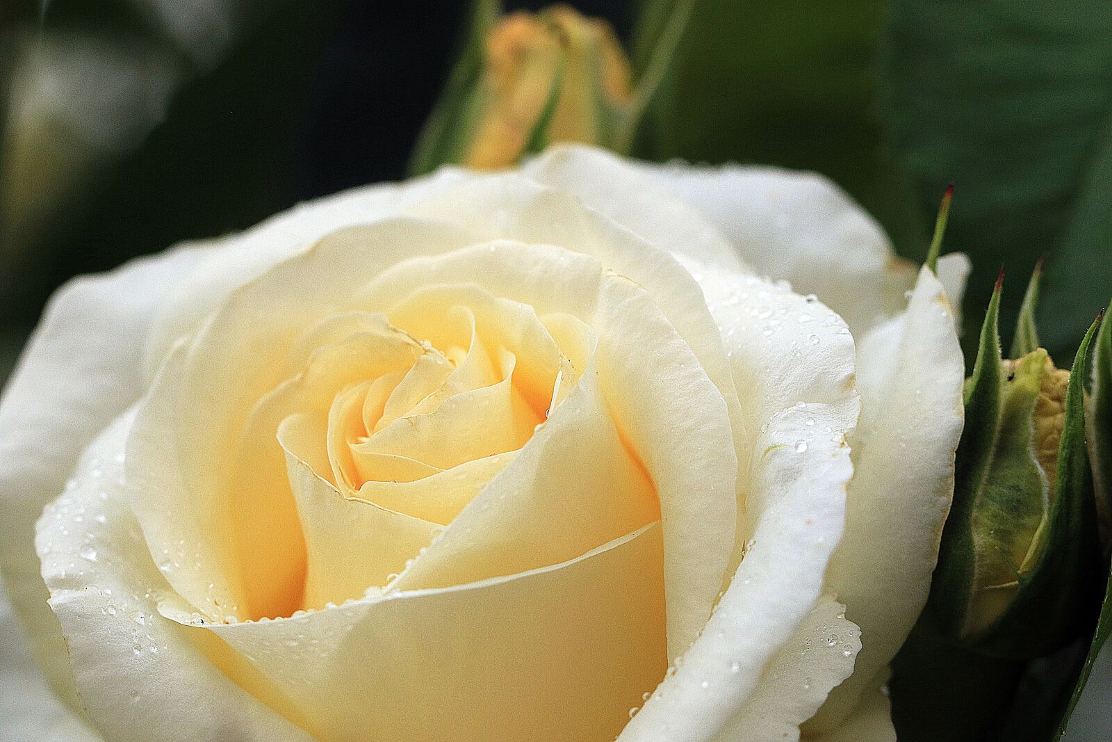 Canon EOS 7D Mark II sample photo. Rose, yellow rose, rose photography