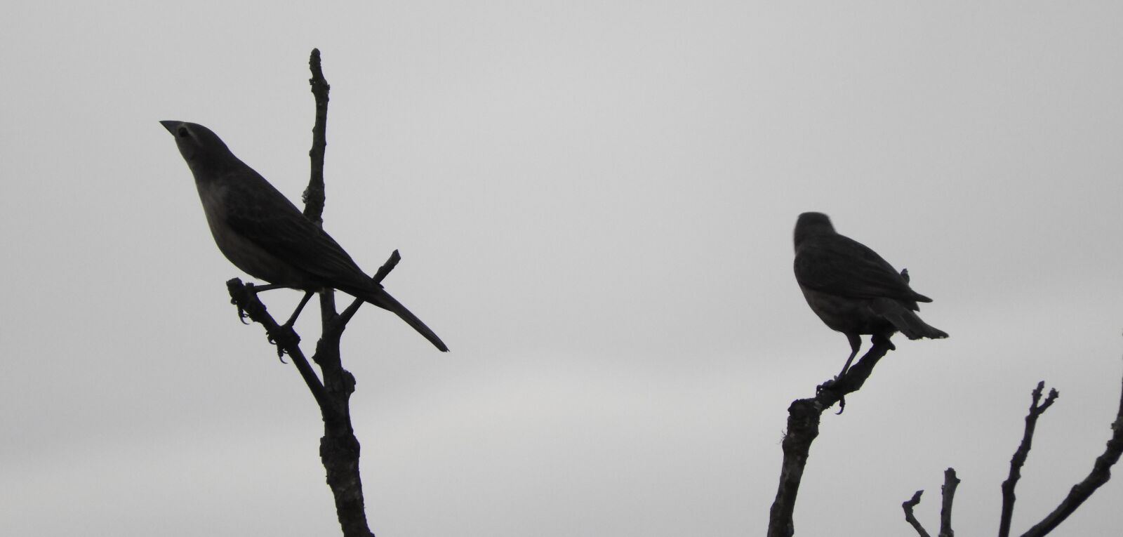 Nikon Coolpix B700 sample photo. Birds, tiles, nature photography
