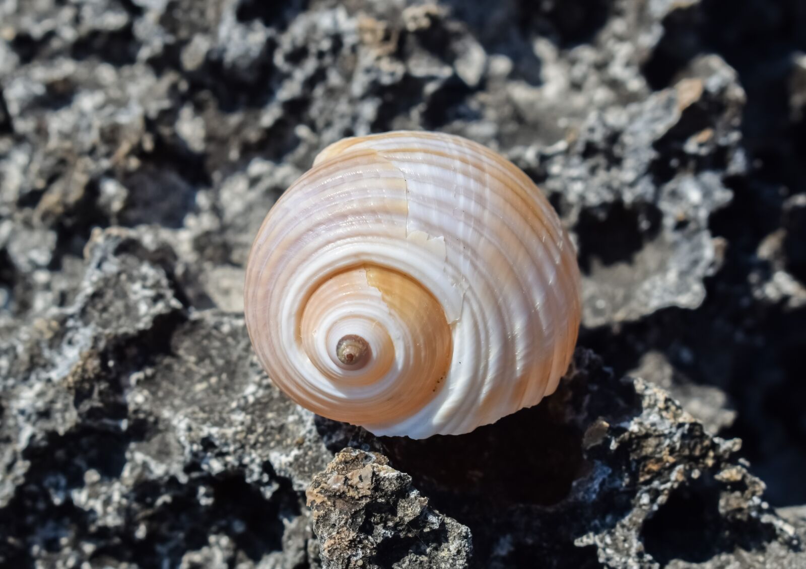 Nikon D3300 sample photo. Shell, beach, summer photography