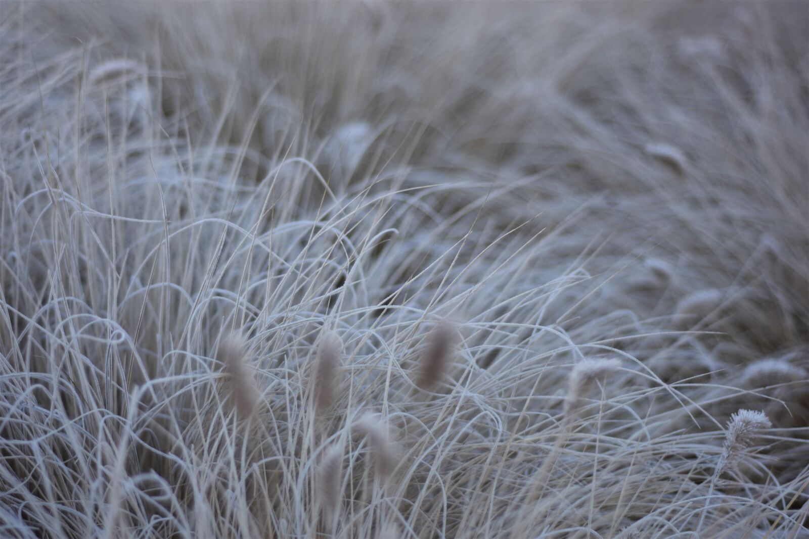 Nikon D7200 sample photo. Frost, winter, cold photography