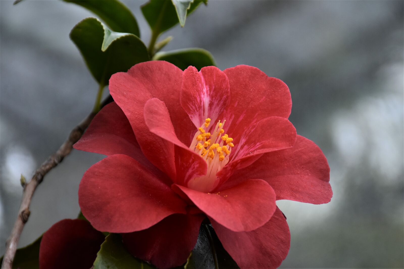 Nikon D7200 sample photo. Camelia, flower, salmon color photography