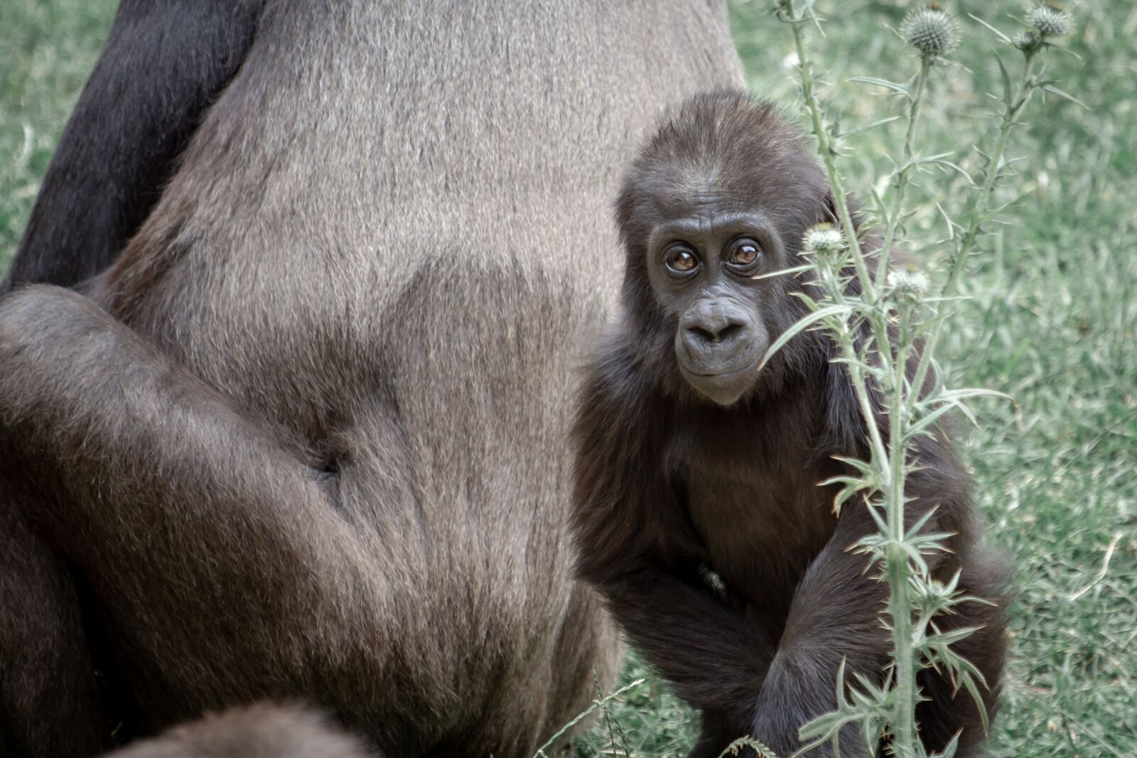 Canon EF 70-300 F4-5.6 IS II USM sample photo. Gorilla, ape, gorilla mother photography
