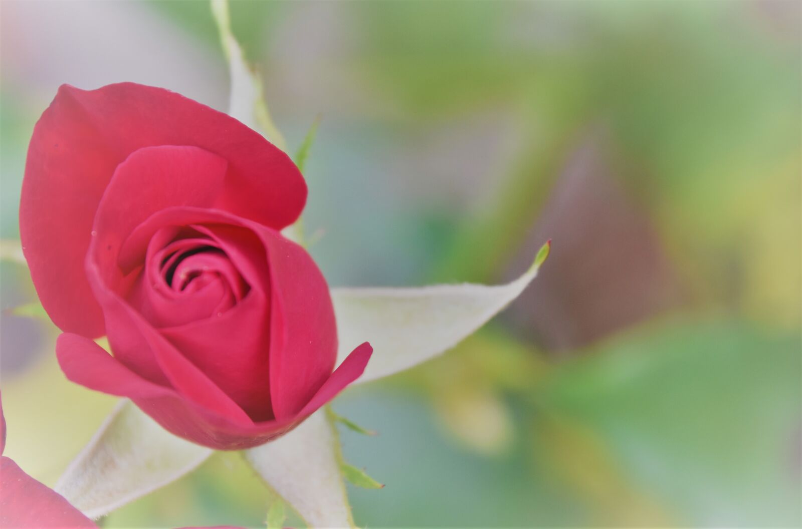 Nikon D5600 sample photo. Pink, red, rosebush photography