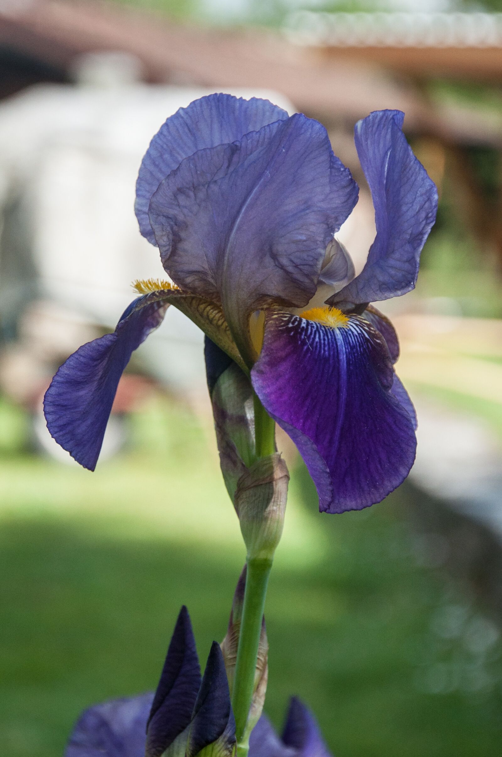 Nikon D90 sample photo. Iris, blossom, bloom photography