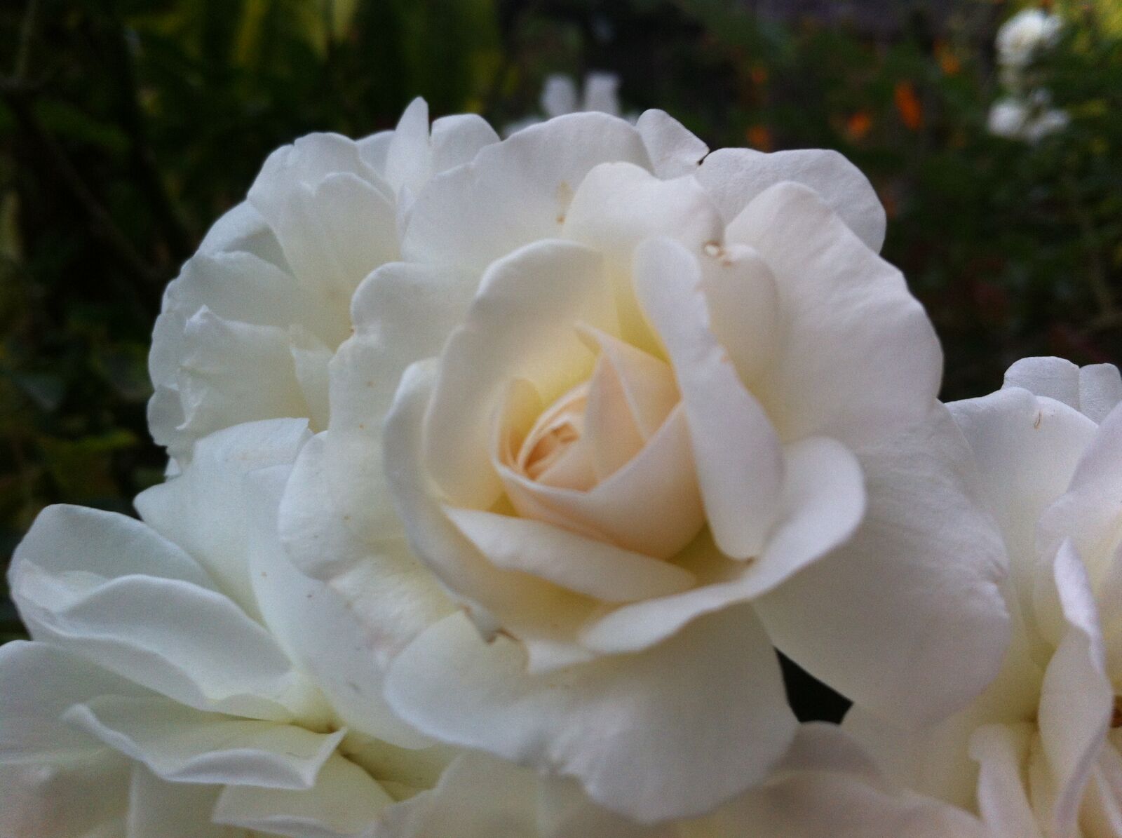 iPhone 4 back camera 3.85mm f/2.8 sample photo. Beautiful, flowers, white, rose photography
