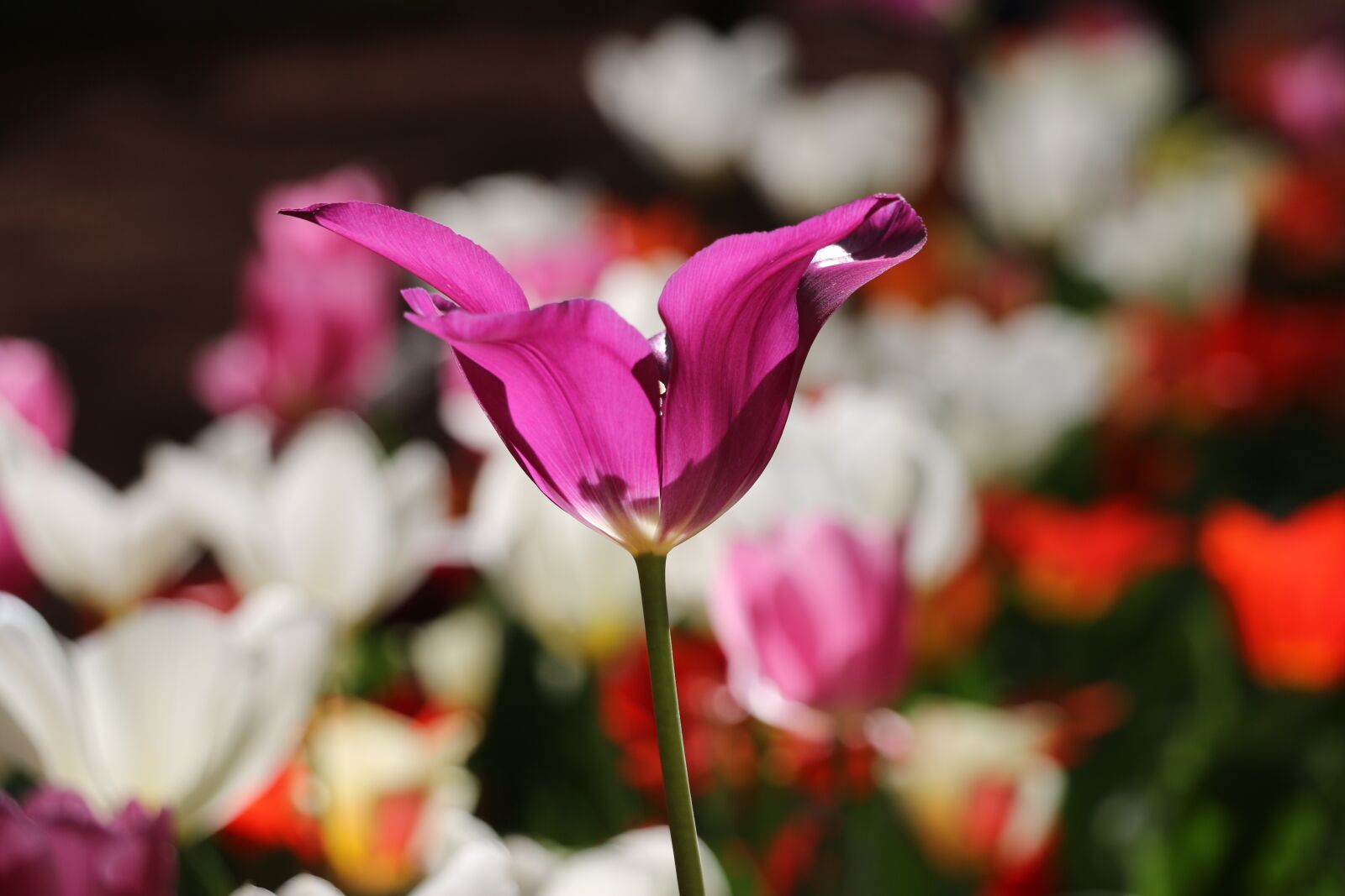 Canon EOS 70D sample photo. Flower, harmony, color photography