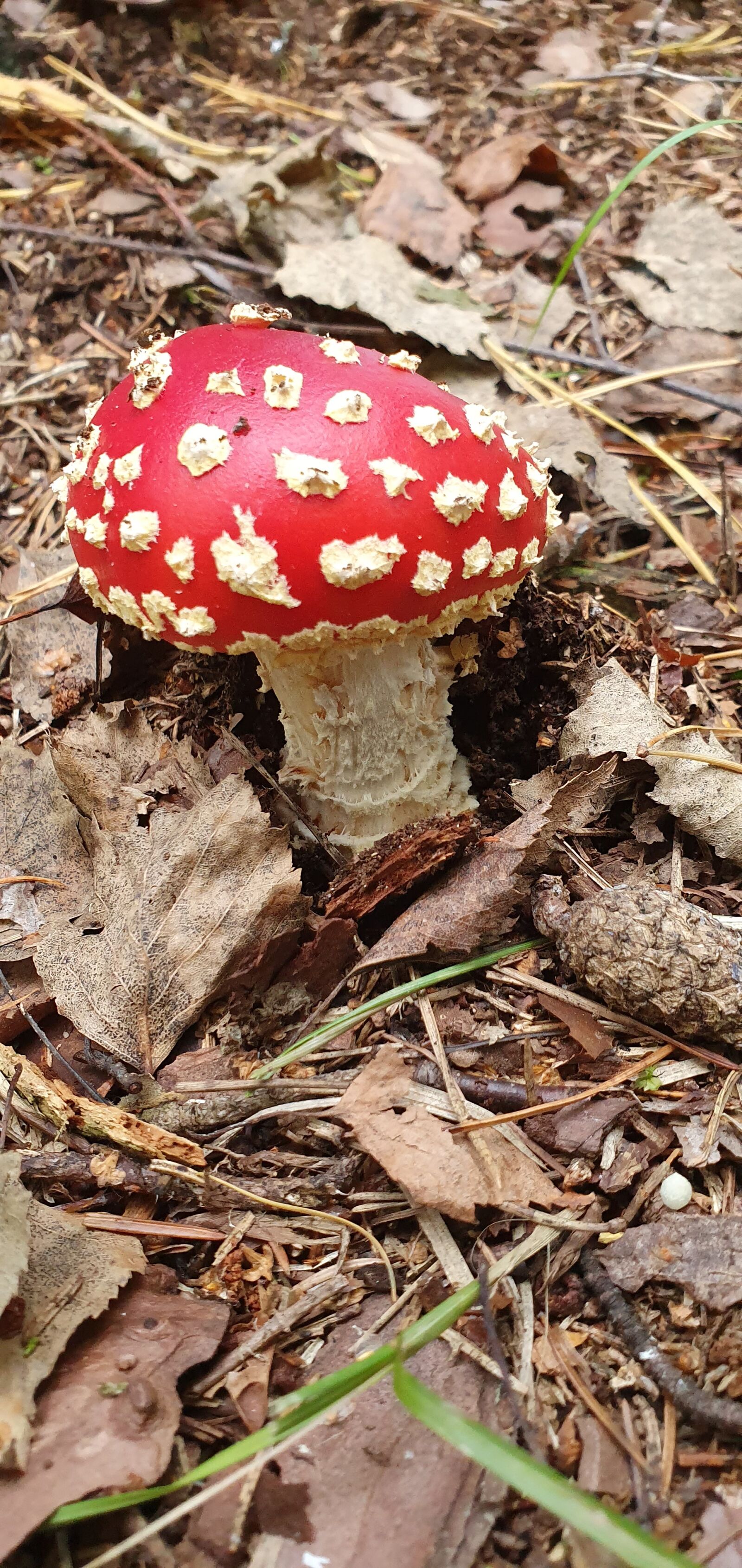 Samsung Galaxy S10+ sample photo. Mushrooms, autumn, fly agaric photography