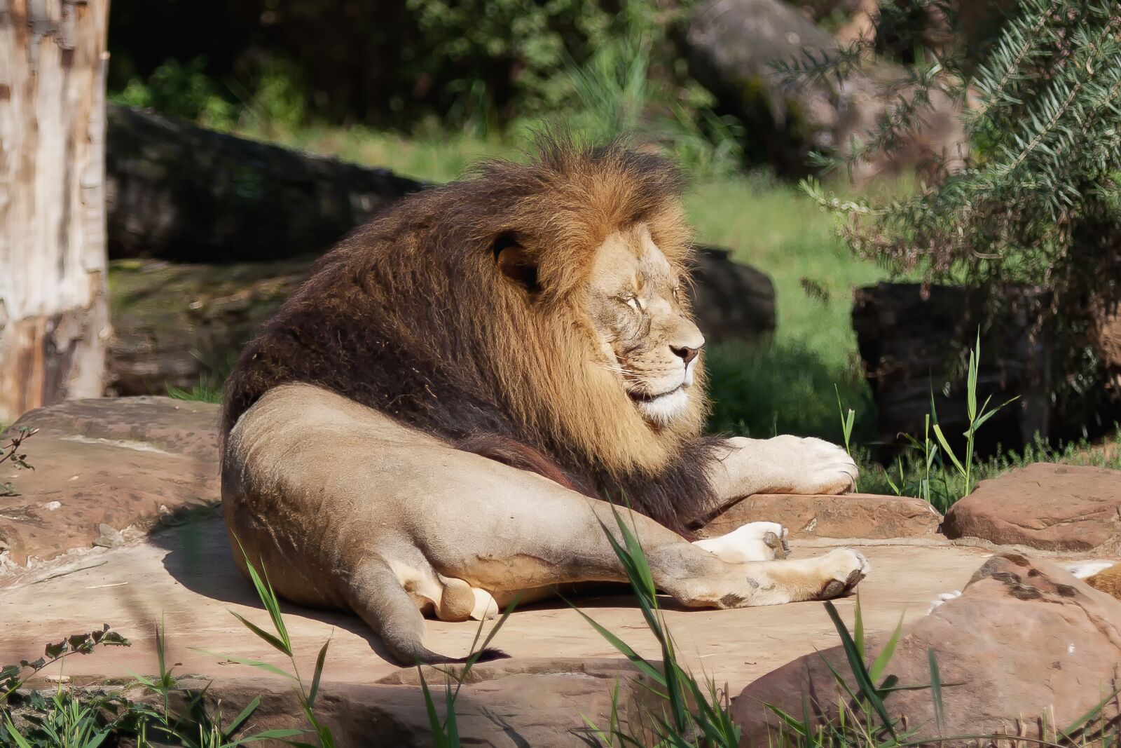 Canon EOS 50D sample photo. Lion, predator, africa photography