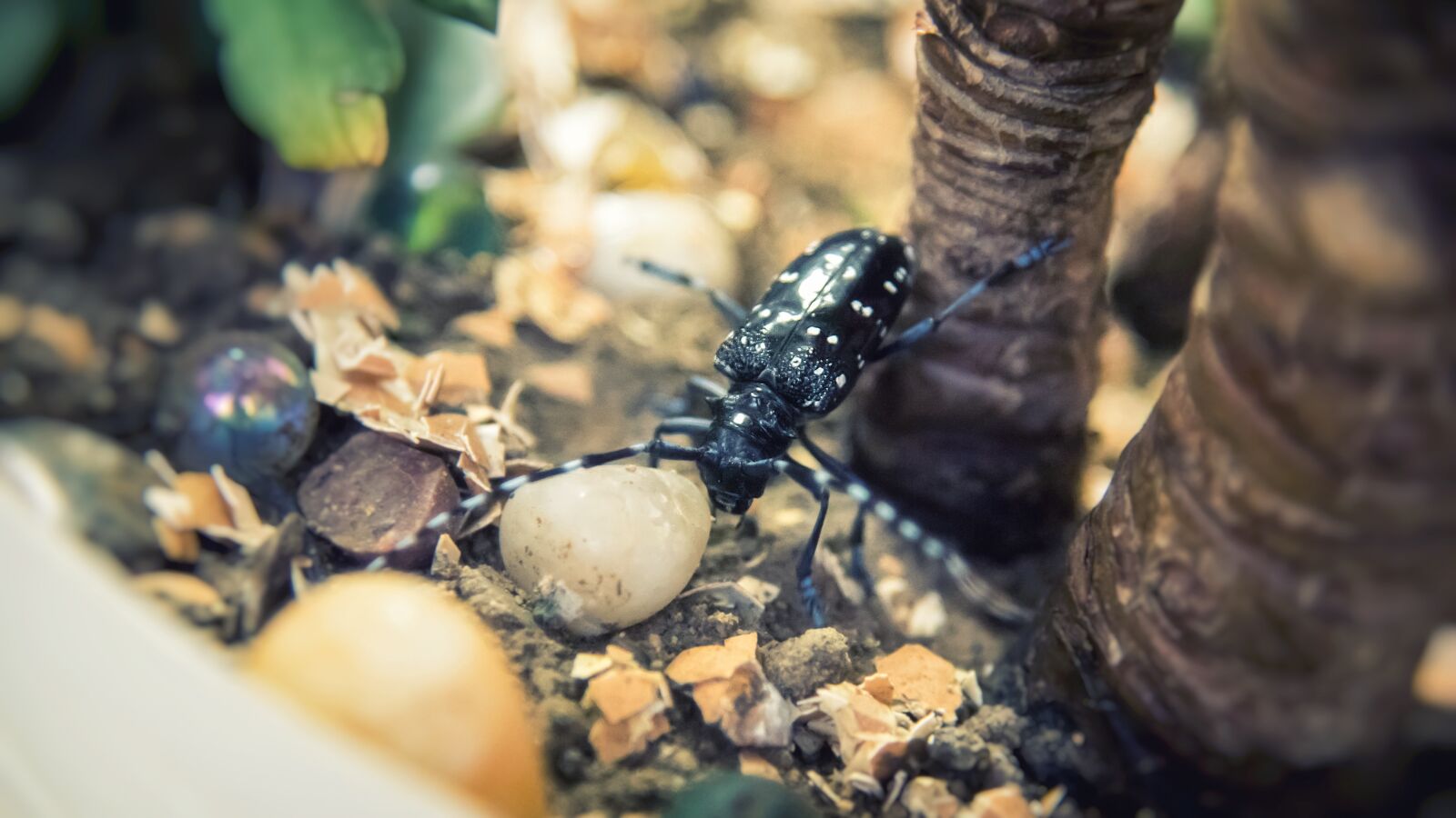 Nikon D750 sample photo. Beetles, insect, plant photography