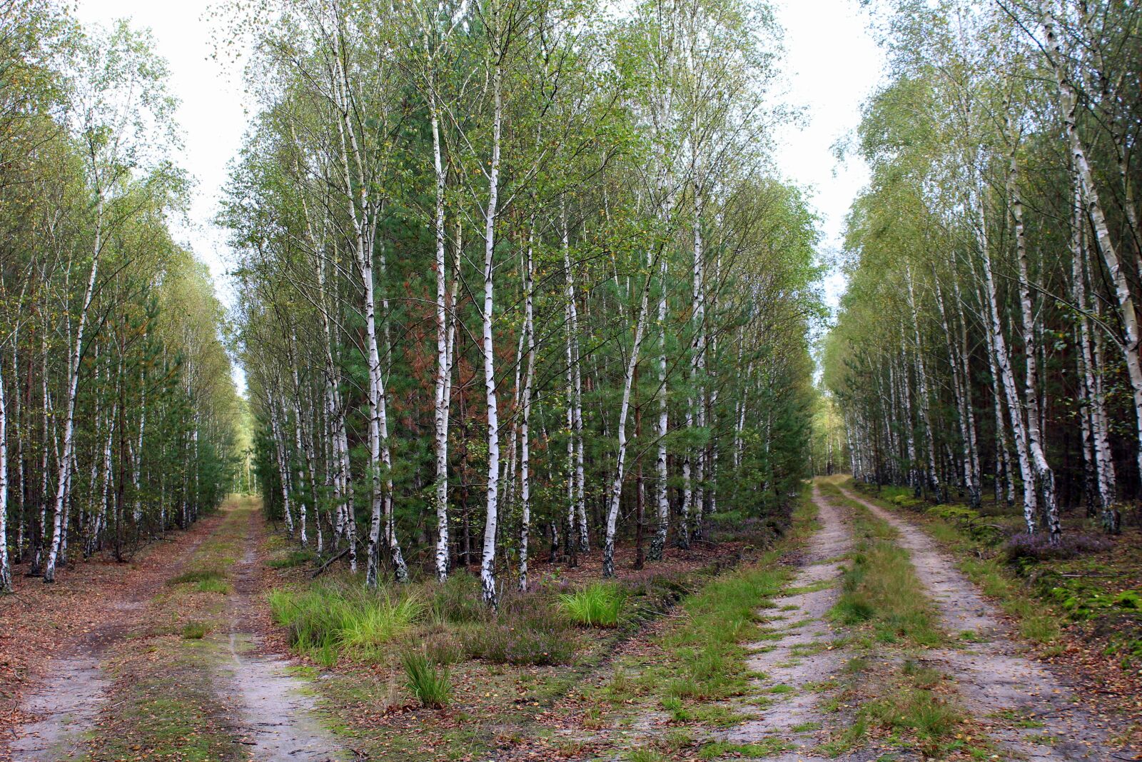 Canon EOS 1200D (EOS Rebel T5 / EOS Kiss X70 / EOS Hi) sample photo. Forest, birch, birch forest photography