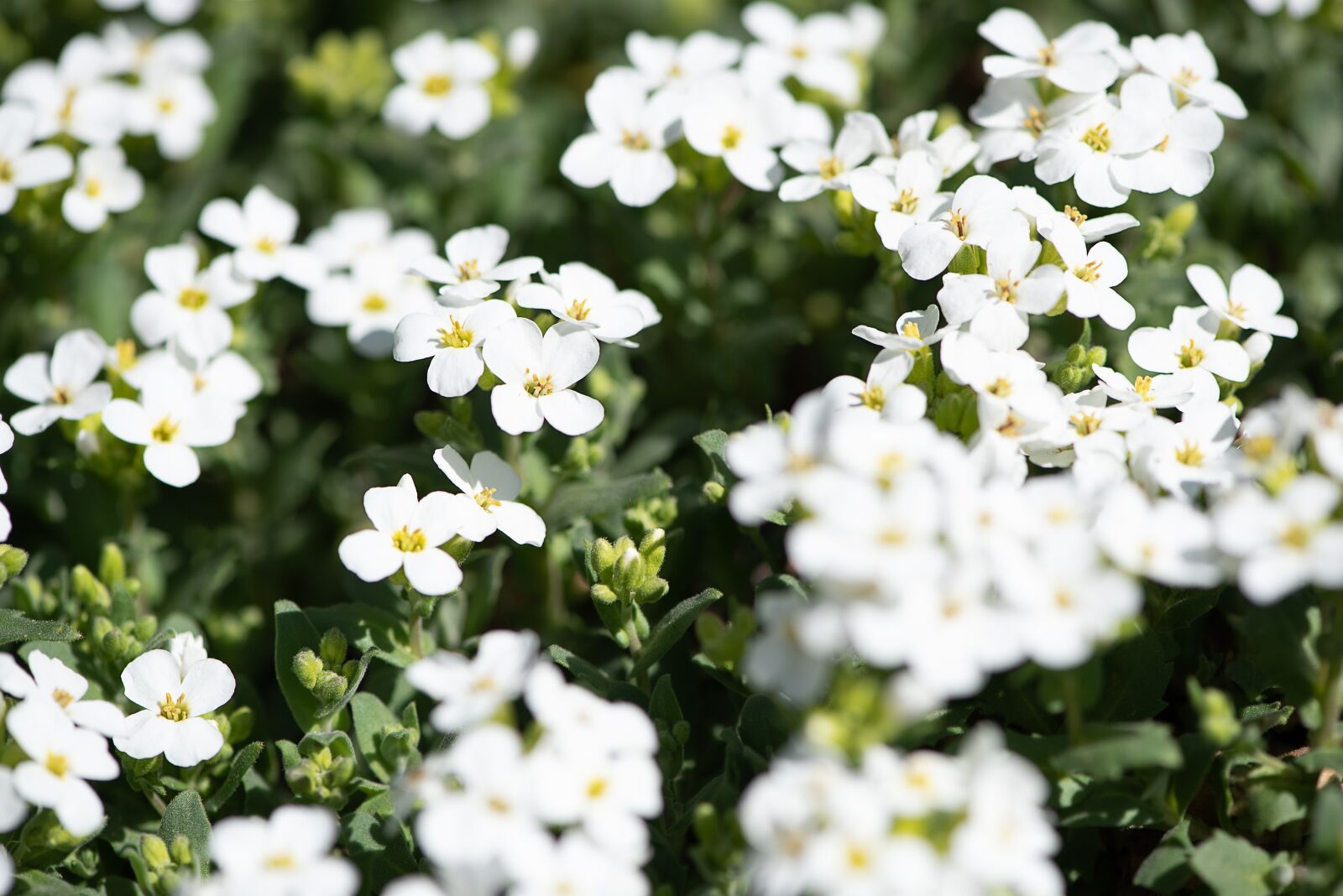 Nikon D750 sample photo. Cushion flowers, white, white photography