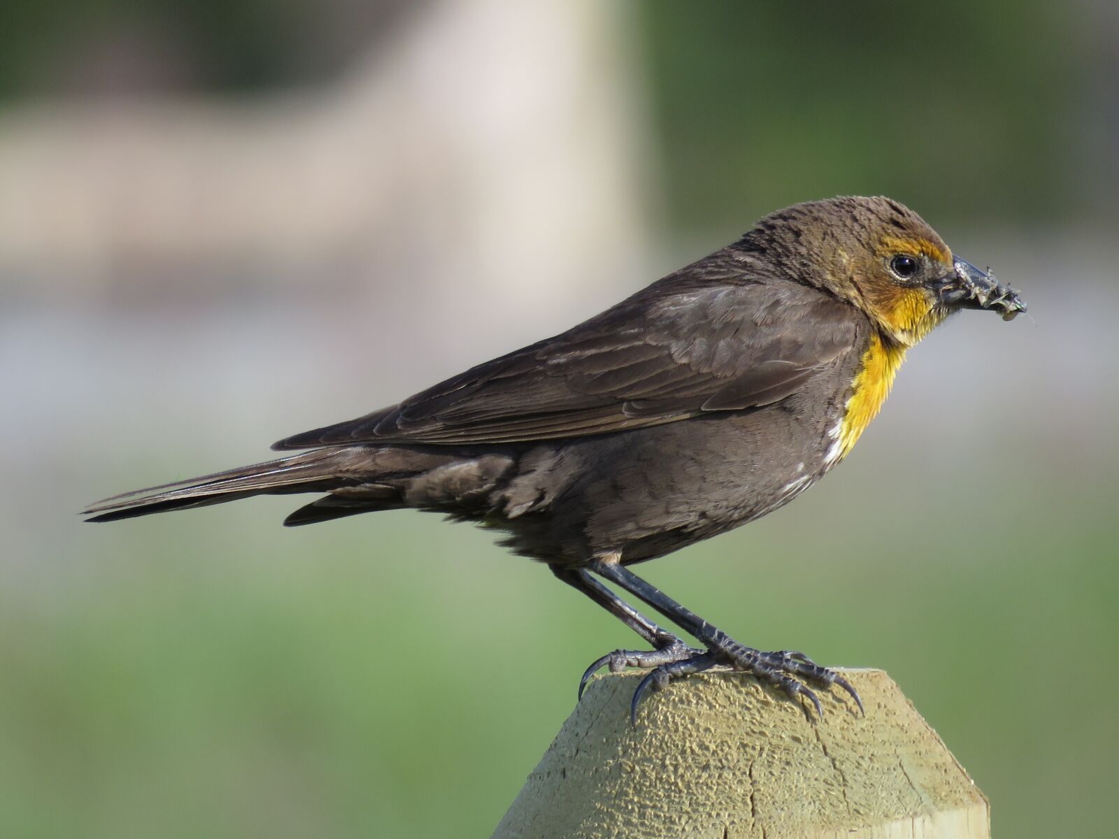 Canon PowerShot SX60 HS sample photo. Female yellow-breasted blackbird, female photography