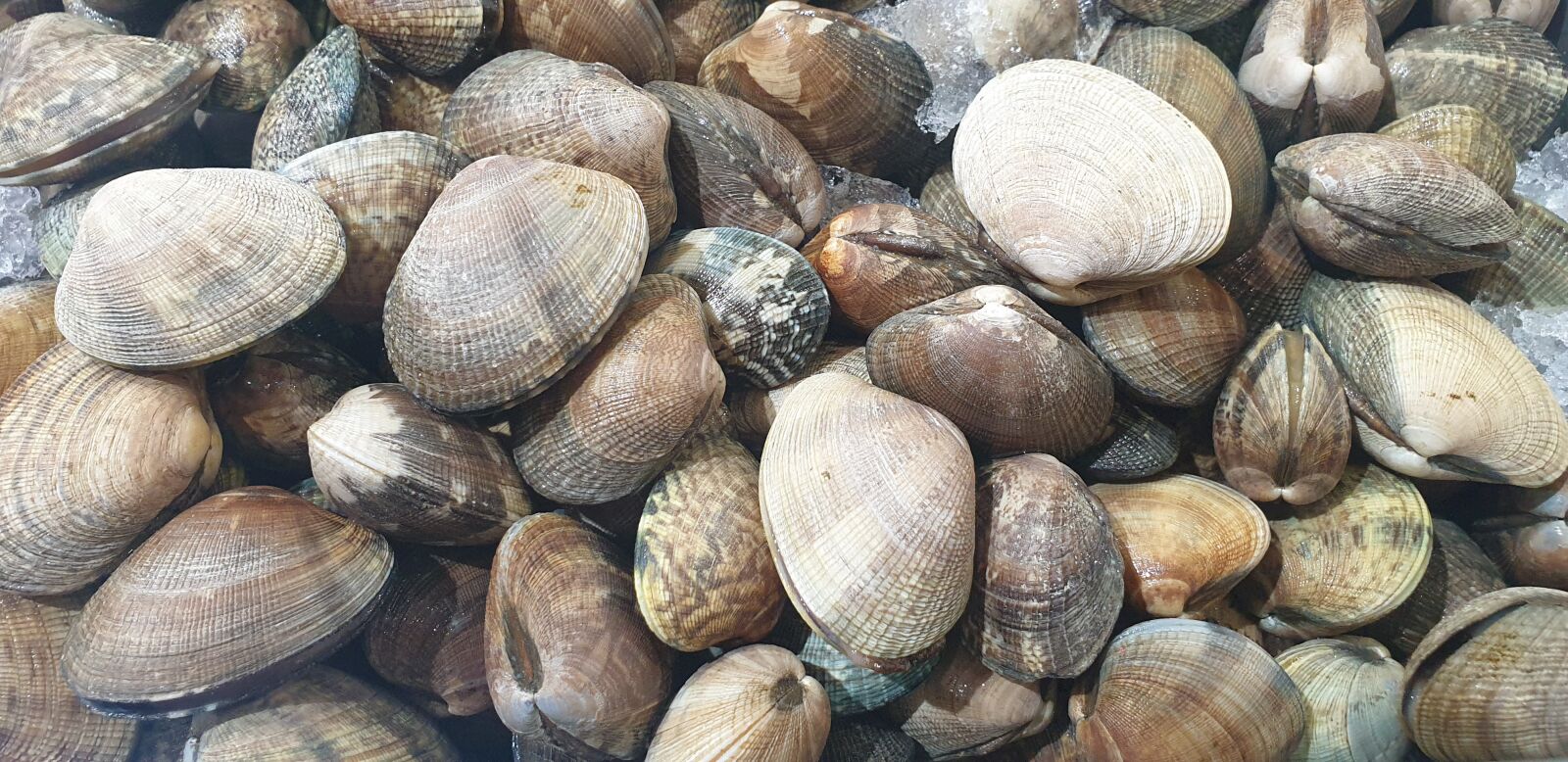 Samsung Galaxy Note9 sample photo. Clam, fishery, seafood photography