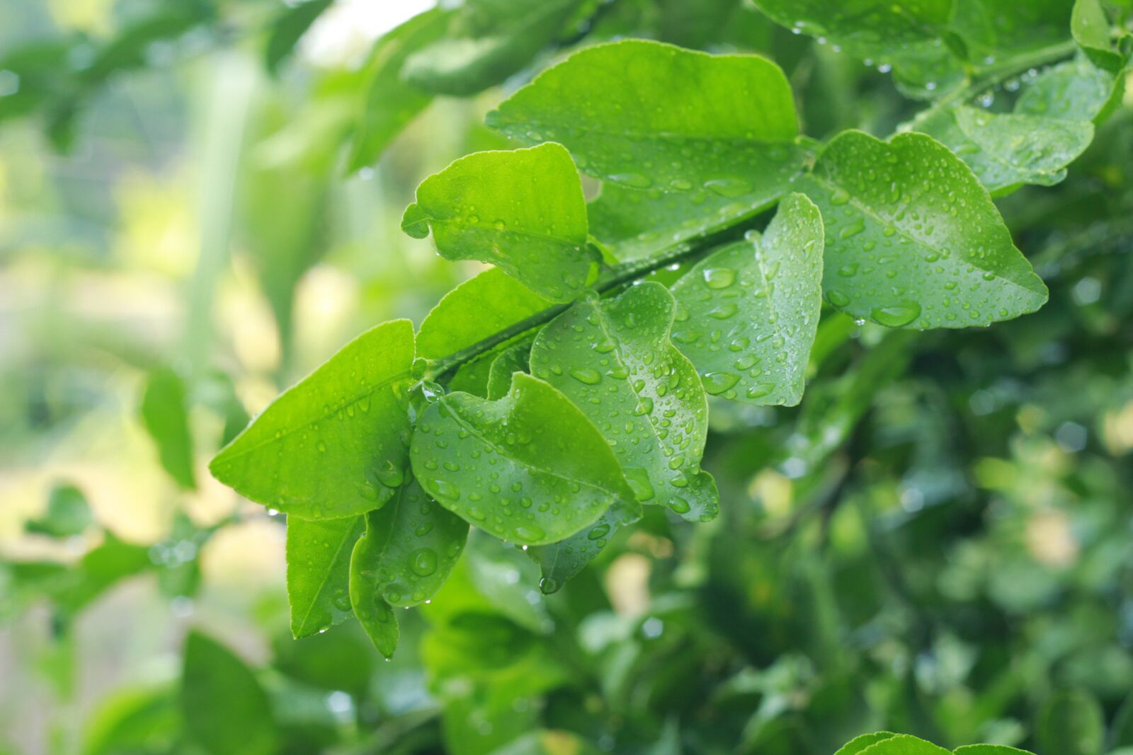 Canon EOS 600D (Rebel EOS T3i / EOS Kiss X5) + Canon EF 50mm F1.8 II sample photo. Lemon, tree, nature photography