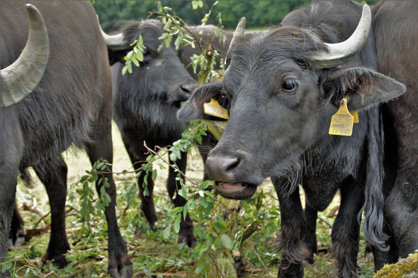 Sony SLT-A58 sample photo. Buffalo, cow, black photography