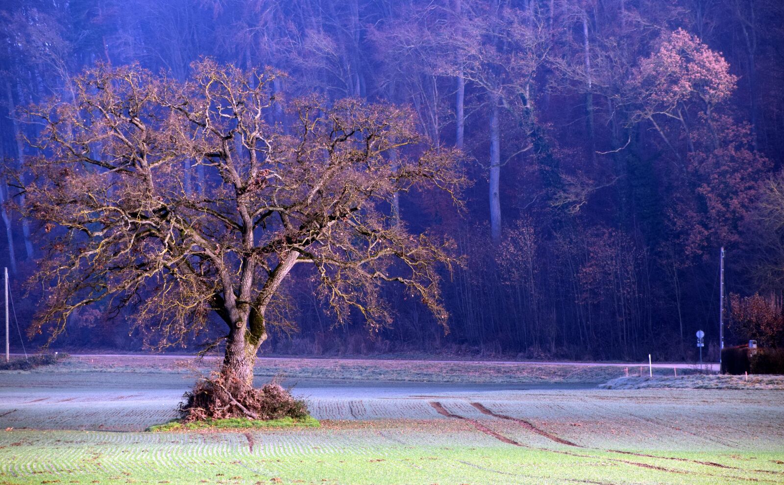Nikon D3300 sample photo. Tree, winter, landscape photography