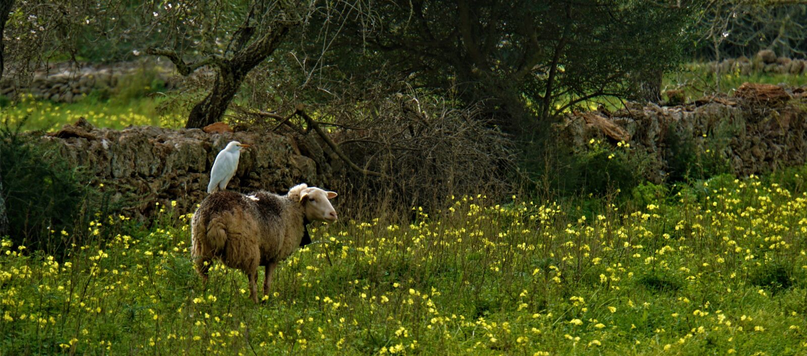 Sony E 18-200mm F3.5-6.3 OSS LE sample photo. Bird on the sheep photography
