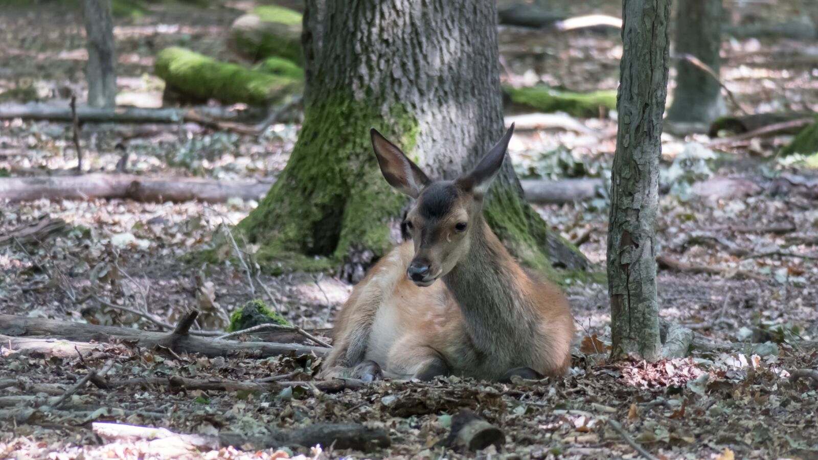 Canon PowerShot G3 X sample photo. Roe deer, forest, rest photography