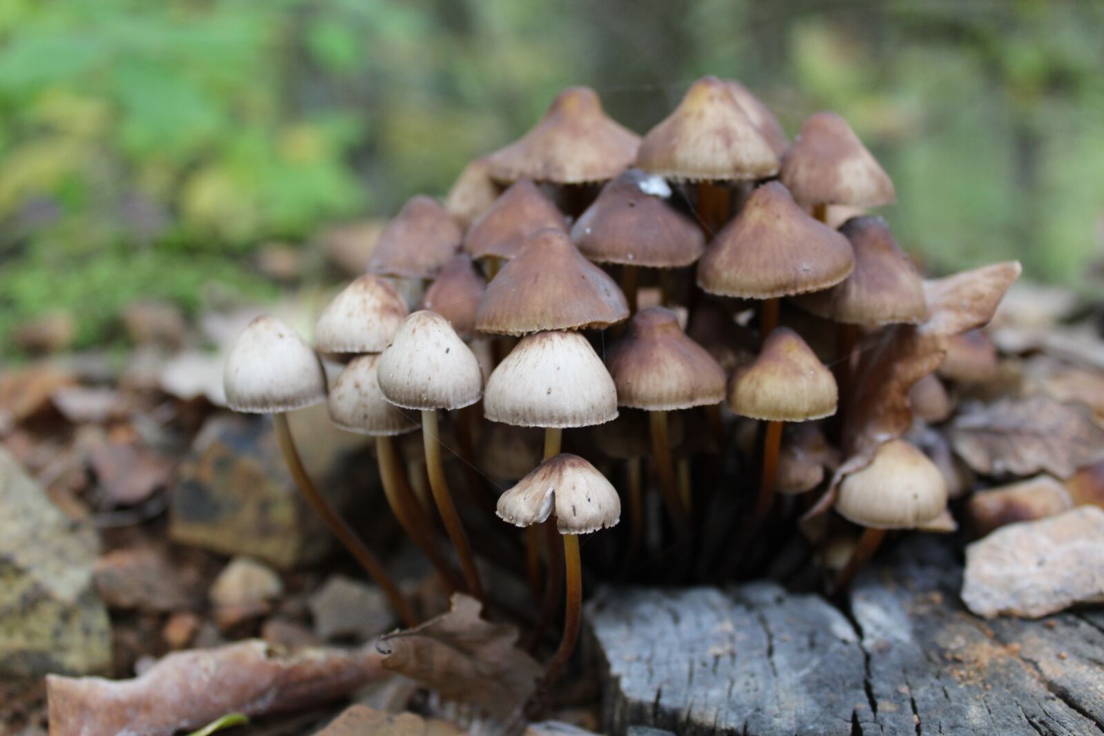 Canon EOS 1300D (EOS Rebel T6 / EOS Kiss X80) sample photo. Mushroom, nature, forest photography