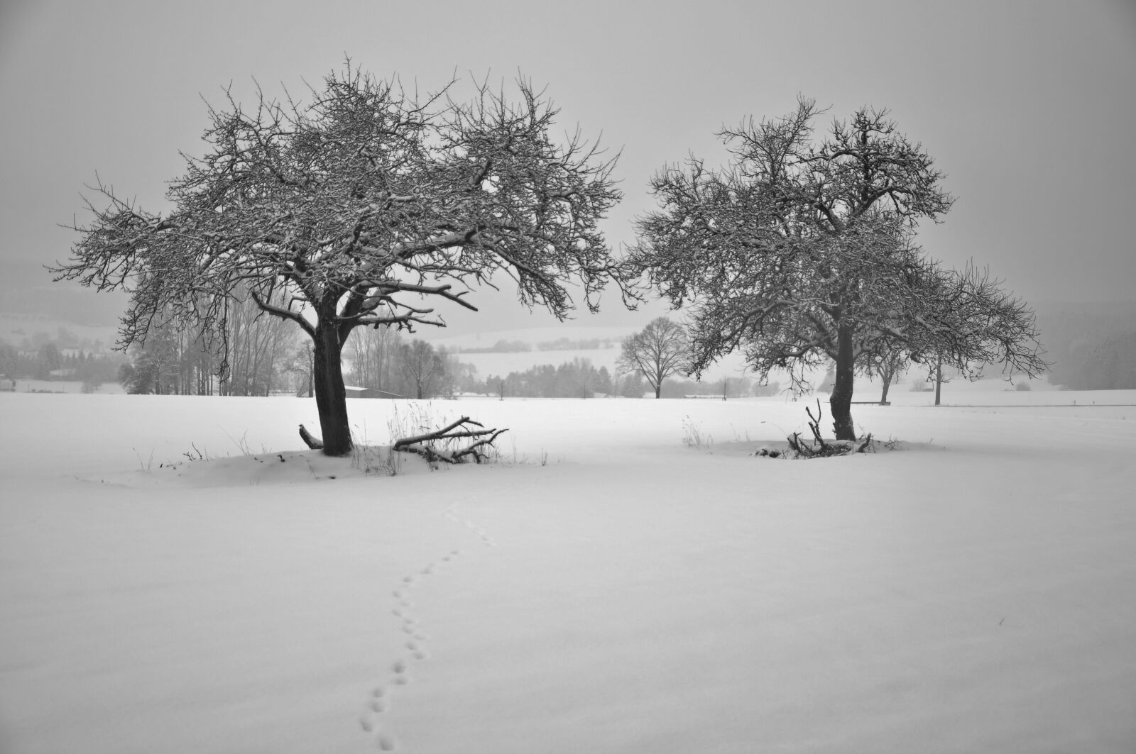 Nikon D90 sample photo. Wintry, snow, nature photography