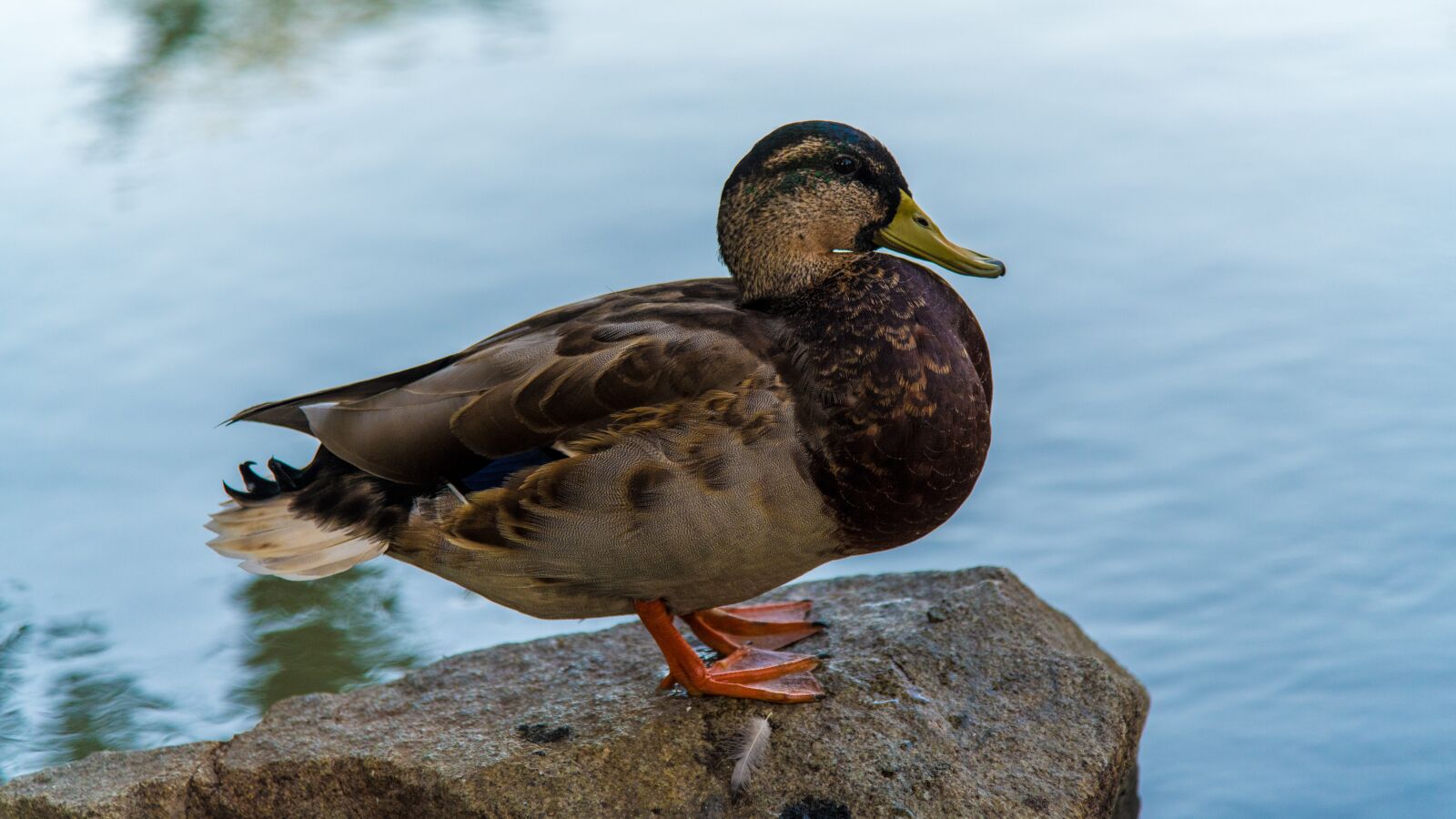 Nikon D850 sample photo. Duck, káčer, aqueous photography