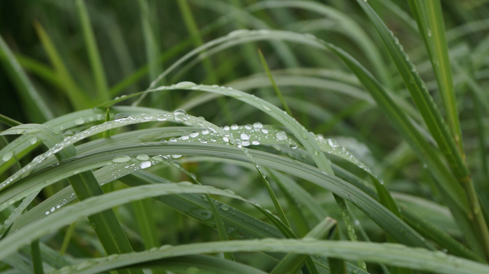 Sony DT 18-55mm F3.5-5.6 SAM II sample photo. Drops, rain, plant photography