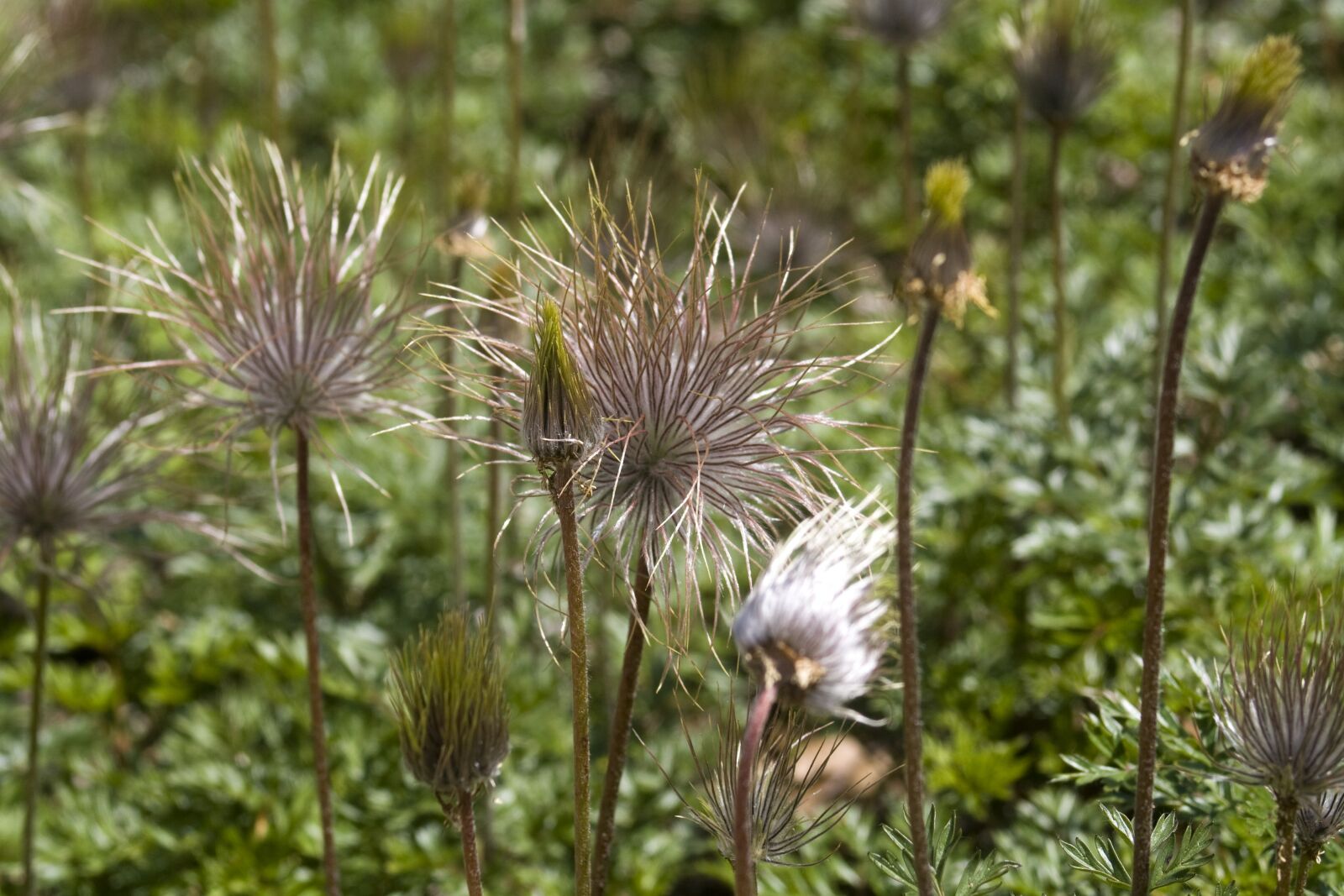 Canon EOS 1000D (EOS Digital Rebel XS / EOS Kiss F) sample photo. Grasses, mountain flowers, garden photography
