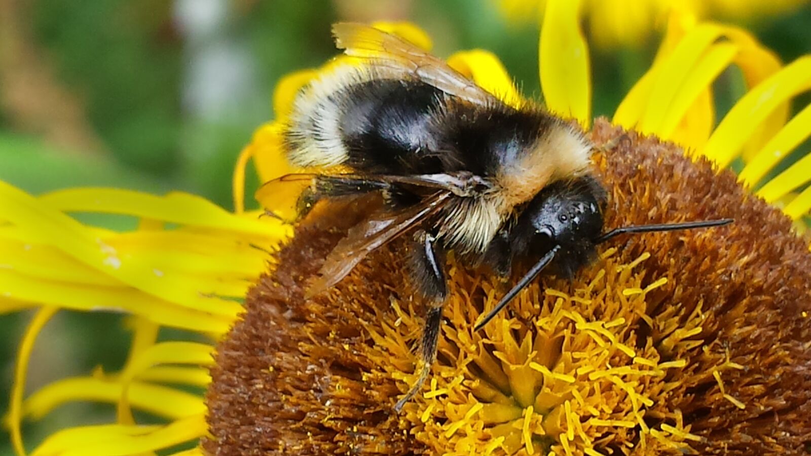 Samsung Galaxy S4 sample photo. Bee, macro, insect photography