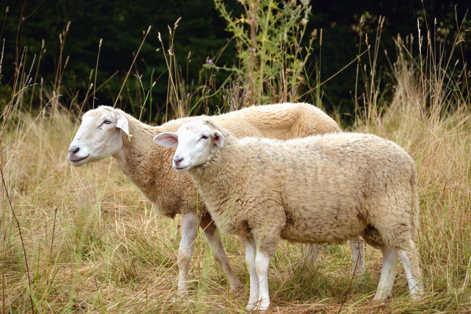 Nikon D5200 sample photo. Sheep, meadow, grass, bush photography