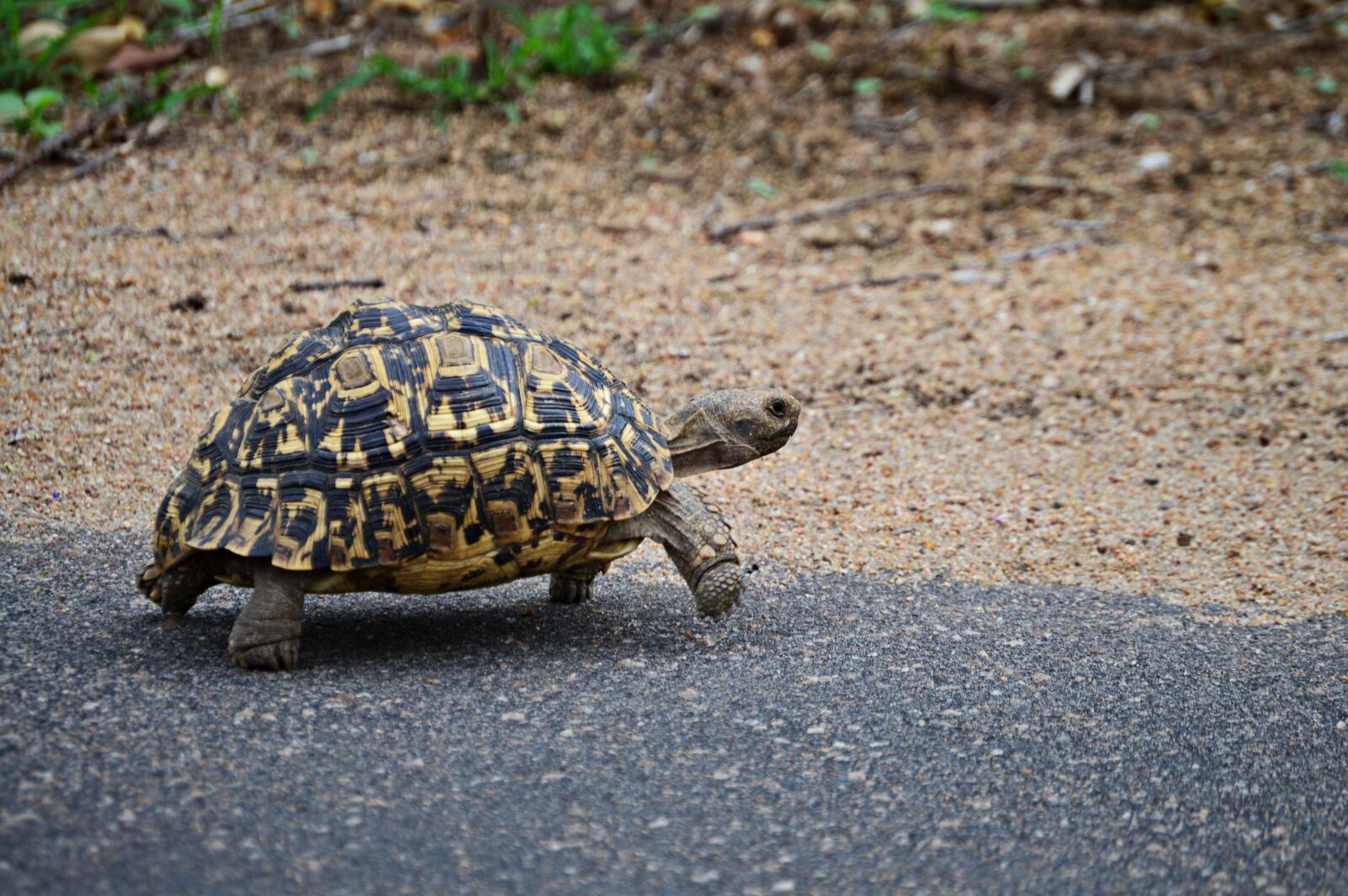 Nikon D3200 sample photo. Leopard tortoise, nature, wildlife photography