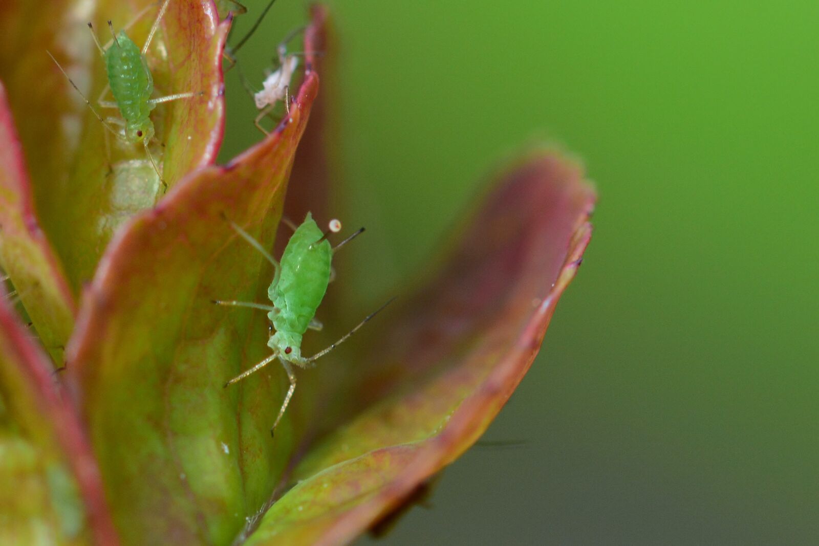Nikon D5200 sample photo. Aphid, rose, macro photography