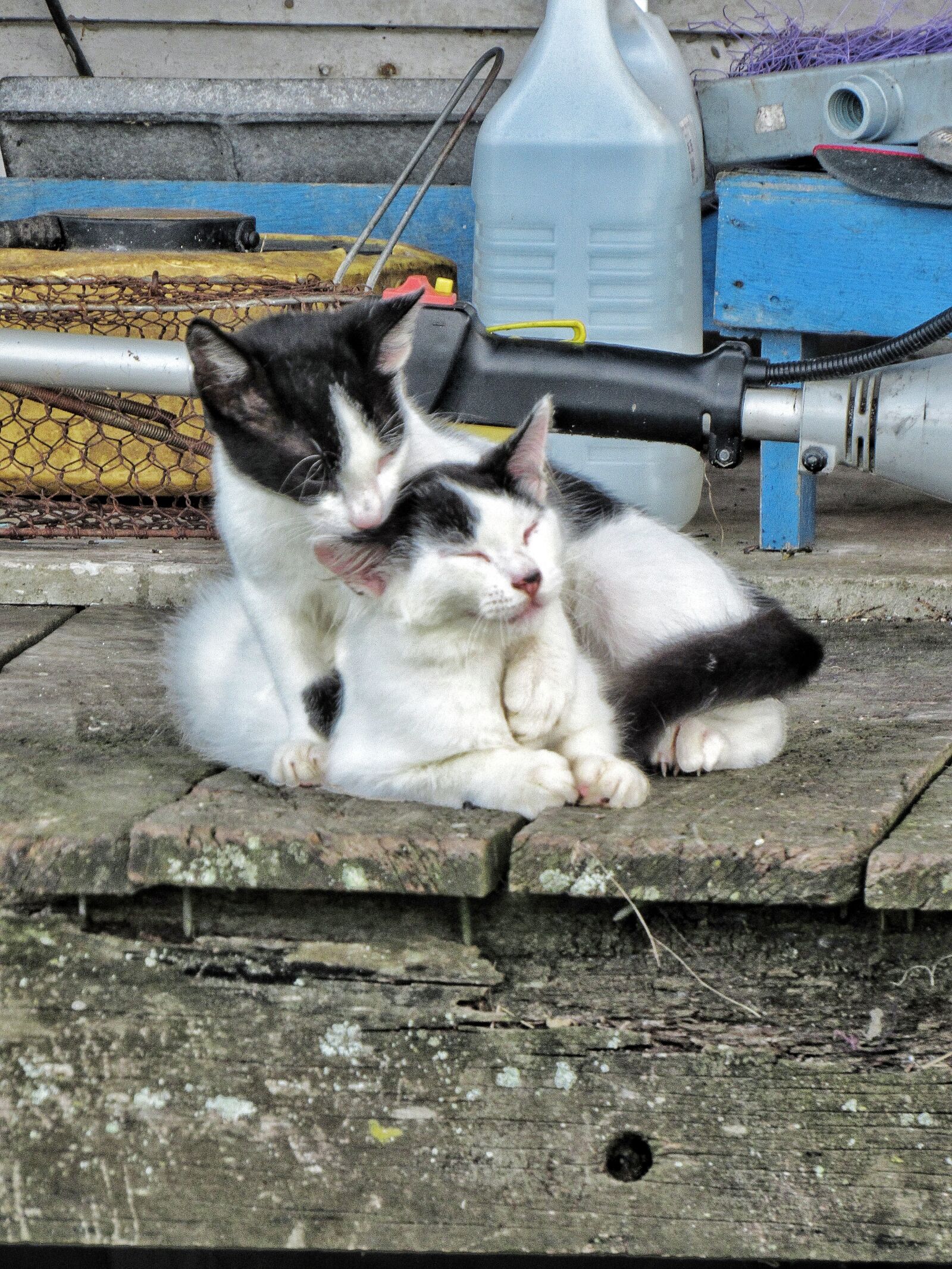 Canon PowerShot SX530 HS sample photo. Cat, love, cleaning photography